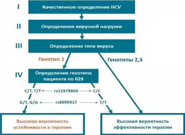 Генотип 3а лечение. Генотипирование вируса гепатита с. Генотипирование вируса гепатита с 1b что это такое. Вирус гепатита с (генотипирование) РНК 3а/3в. ВГС генотип 1.